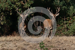 Two Young Red deer male Cervus elaphus in rutting season