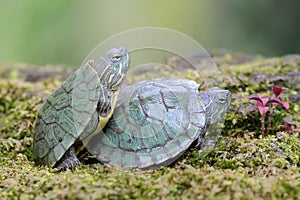 Two young red eared slider tortoises are sunbathing on a rock overgrown with moss before starting their daily activities.