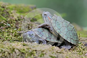 Two young red eared slider tortoises are sunbathing on a rock overgrown with moss before starting their daily activities.