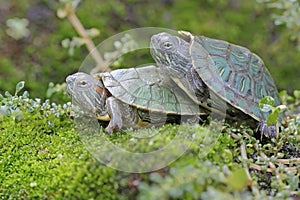 Two young red eared slider tortoises are sunbathing on a rock overgrown with moss before starting their daily activities.