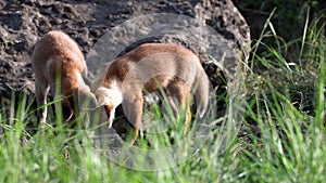 Two young red foxes digging in the groung near his burrow. Vulpes