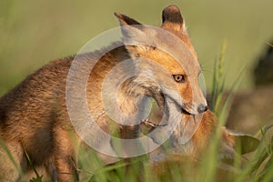 Two young red Foxes playing in the grass on a beautiful light