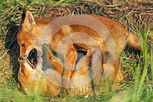 Two young red foxes playing in grass