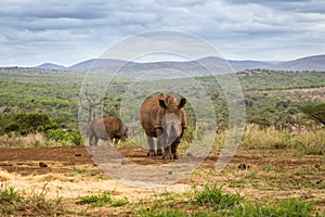 Two young rhinos roaming through a lush African landscape