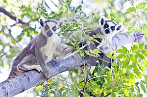 Two young ring-tailed lemurs. Madagascar