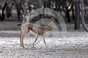Two young sand gazelles walking in the nature in Sir Bani Yas island in UAE