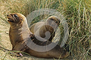 Two young sea lions playing on Jacks Bay