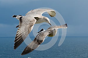 Two Young Seagulls Flying Formation