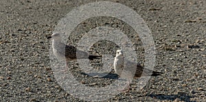 Two young seagulls Larus marinus walk along the shore of small gray pebbles at sunset