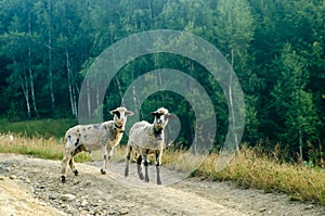 Two young sheep road