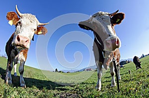 Two young Simmental cattle
