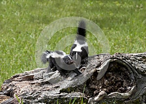 Two Young Skunks on a Log