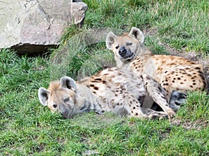 Two young sleepy spotted hyenas (Standing spotted