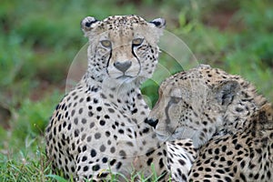 Two young Southeast African cheetahs, South Africa