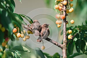 Two young sparrows