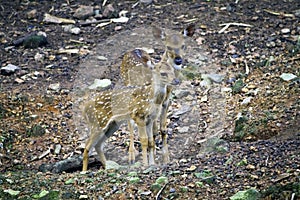Two young Spotted Deers in Deer park