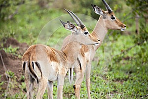 Two young springbuck looking off to the right