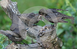 Two young Starling Sturnus vulgaris perching on a tree stump with theirs beaks open and wings spread. The young birds have been