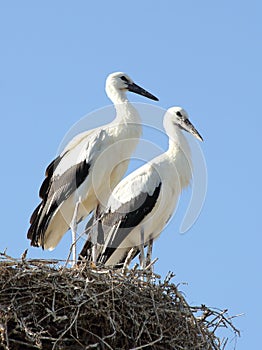 Two Young Storks in Nest