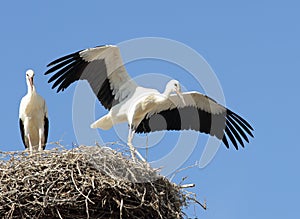 Two Young Storks Scenery photo