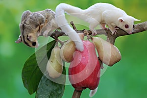 Two young sugar gliders are eating a pink malay apple.