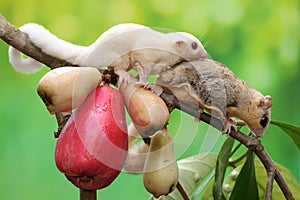 Two young sugar gliders are eating a pink malay apple.