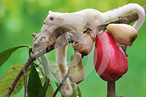 Two young sugar gliders are eating a pink malay apple.