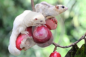 Two young sugar gliders are eating a pink malay apple.
