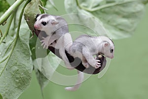 Two young sugar gliders resting on a purple egg plant.