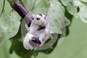 Two young sugar gliders resting on a purple egg plant.