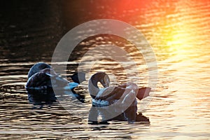 Two young swan on lake cleaning sunset