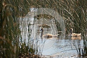 Two young swan swimming at Comana lake