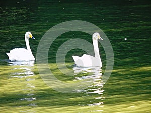 Two young swans on the lake