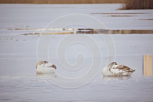 Two young swans resting on ice
