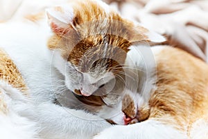 Two young tabby cats lie together and warm