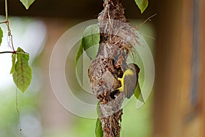 Two young Tailorbird wait for food from her mother
