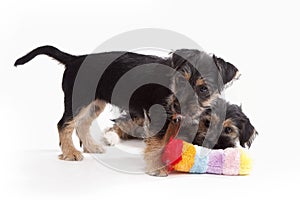 Two young Terrier Mix dogs playing with each other