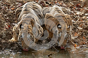 Two young tigers drinking water at Tadoba Andhari Tiger Reserve, Chandrapur, Maharashtra, India