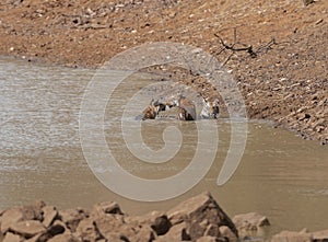 Two young tigers playing in water at Tadoba Tiger reserve Maharashtra,India