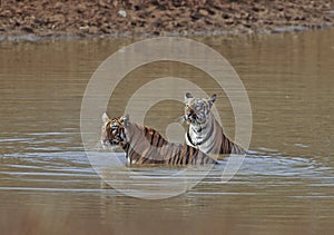 Two young Tigers sitting in waterhole at Tadoba Tiger reserve Maharashtra,India