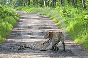 Two Young tigers  at Tadoba Tiger reserve Maharashtra,India