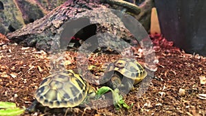 Two young turtles resting in a terrarium, a small breed of turtles