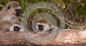 Two young Vervet Monkeys photo