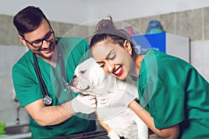 Two veterinary doctors with dog during the examination in veterinary clinic photo