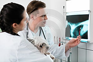 Veterinary doctors examining pet radiograph photo