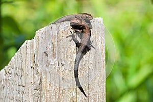 Two young viviparous lizards on a wooden post