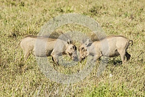 Two young warthogs playing in long grass