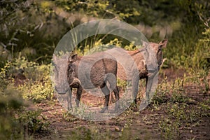 Two young warthogs stand in a clearing in Umkhuze Game Reserve