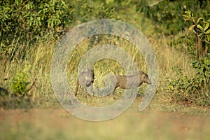 Two young warthogs standing alert
