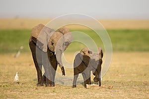 Two young wet African Elephants, Amboseli, Kenya